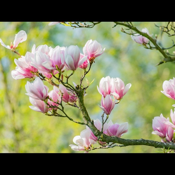 magnolia42352